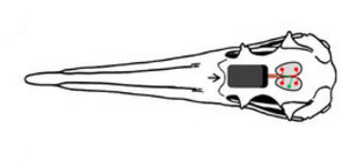 Niels C. Rattenborg et al., 2016